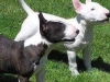 Bull terrier yavrular.