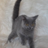 Bursa nilfer blue british shorthair erkek