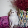 Bursa point british shorthair erkek yavrularmz