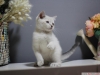 Bursa point british shorthair erkek yavrularmz