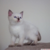 Bursa point british shorthair erkek yavrularmz