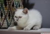 Bursa point british shorthair erkek yavrularmz