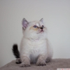 Bursa point british shorthair erkek yavrularmz