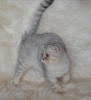 Bursa show kalite silver scottish fold dii 5 aylk