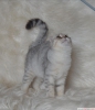 Bursa show kalite silver scottish fold dii 5 aylk