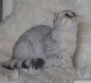 Bursa show kalite silver scottish fold dii 5 aylk