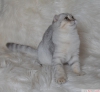 Bursa show kalite silver scottish fold dii 5 aylk