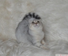 Bursa show kalite silver scottish fold dii 5 aylk