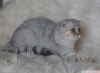 Bursa show kalite silver scottish fold dii 5 aylk