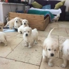 Buy a golden retriever puppy