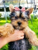 Byleyici akc t-cup yorkie yavrular