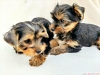 Byleyici akc t-cup yorkie yavrular