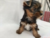 Byleyici akc t-cup yorkie yavrular