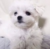 Büyüleyici beyaz malta köpek yavrusu!!!    merhaba, adım jas