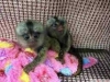 Byleyici marmoset maymunlar mevcut