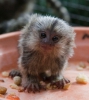 Byleyici marmoset maymunlar mevcuttur