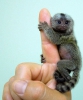 Byleyici marmoset maymunlar mevcuttur