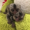 Byleyici marmoset maymunu - +97339987365