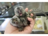 Byleyici marmoset maymunu whatsapp (+237657770938)