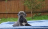 Cane corso  blue yavrulari