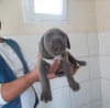 Cane corso  blue yavrulari