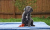 Cane corso  blue yavrulari