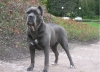 Cane corso  blue yavrulari