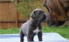 Cane corso  blue yavrulari