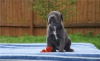 Cane corso  blue yavrulari