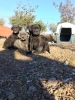 Cane corso satlk yavrular