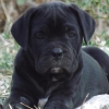 cane corso yavrular