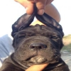 cane corso yavrular