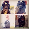 cane corso yavrular