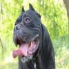 cane corso yavrular