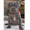 Cane corso yavrular