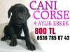 Can corso cretli sahiplendirilecektir