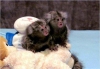 Cappuccino maymunlar ve capuchin ve marmoset maymunlar