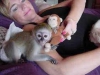 Capuchin m ... onkeys re ... homing iin kullanlabilir