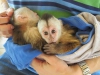 Capuchin maymunlar bezi eitildi ve usda