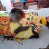 Capuchin maymunlar sadece 2 tane kald ve imdi birka haft
