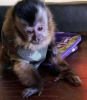 Capuchin maymunlar yeni bir yuva aryor