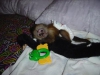 Capuchin maymunu sizin iin