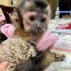 Capuchin maymununun yeni bir aileye ihtiyacı var.