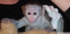 Capuchin monkey in bir eve ihtiyac var