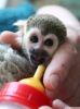 Capuchin, rmcek, marmoset, sincap maymunu & kinkajou bebek
