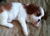 Cavalier king charles mkemmel ev yavrular