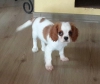 Cavalier king charles zenle baklan ev bebekleri