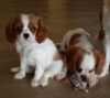 Cavalier king charles zenle baklan ev bebekleri