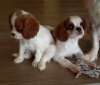 Cavalier king charles zenle baklan ev bebekleri