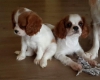 Cavalier king charles zenle baklan ev bebekleri